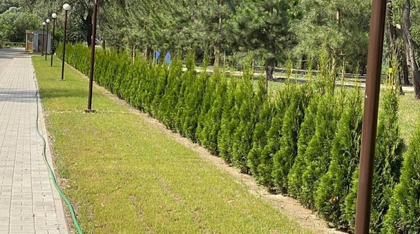 Центральный округ принял участие в акции «Сад Победы»