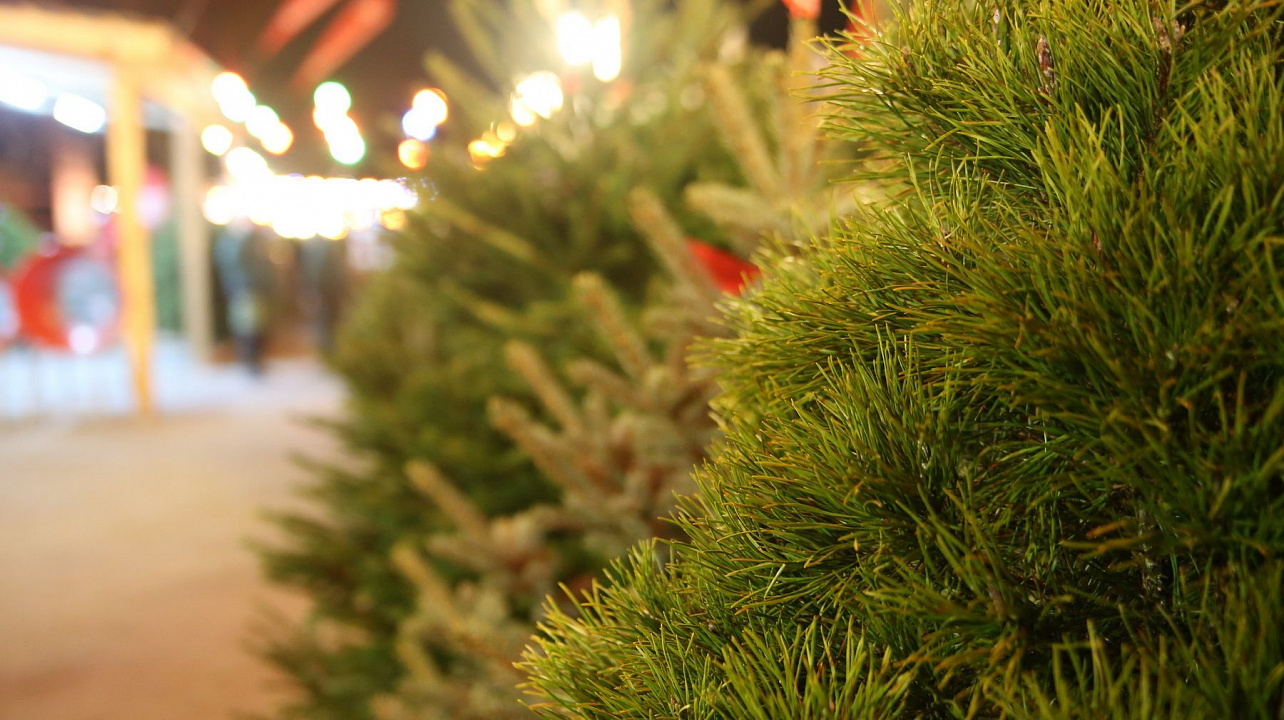 В Краснодаре заработали 53 елочных базара