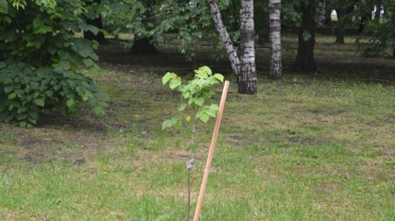 Фото: Пресс-служба администрации Краснодара