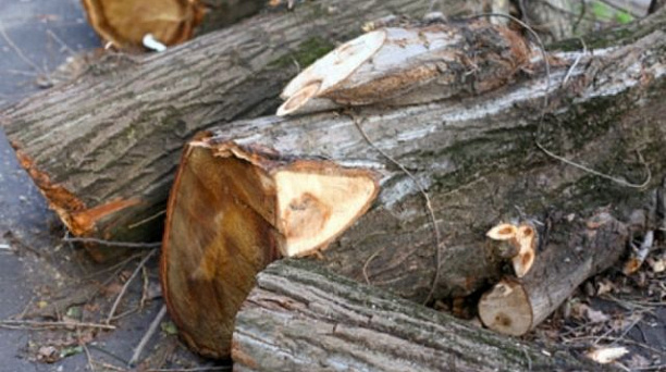 В Прикубанском округе выполнена распиловка 3535 пострадавших от наледи деревьев