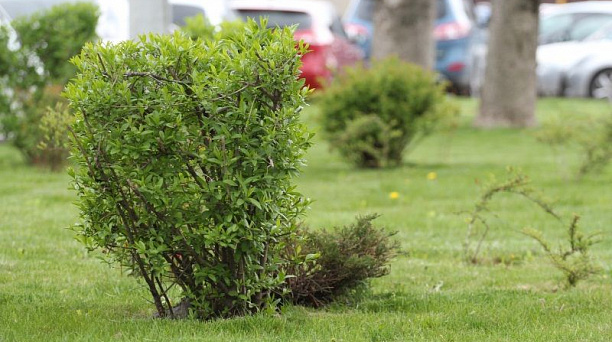 Евгений Первышов поручил разработать план-карту для озеленения территорий Краснодара