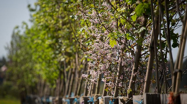 В Краснодаре пройдет общегородская акция «Любишь свой город — посади дерево»