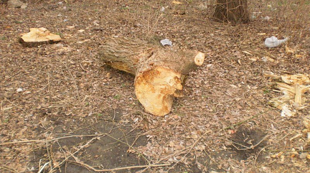 Администрация Краснодара намерена найти виновных в незаконной вырубке деревьев на ул.Минской