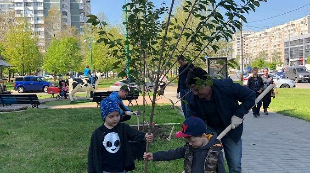 На аллее в Юбилейном микрорайоне Краснодара высадили 50 деревьев