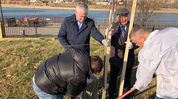 На  Кубанской Набережной  в Краснодаре высажены новые клены