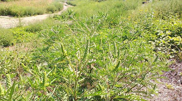 «Уважаемые жители округа и города Краснодара!»