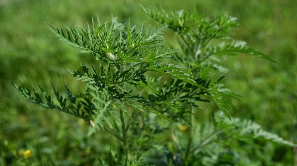 С середины марта в Краснодаре скосили сорняки на площади более 990 гектаров 