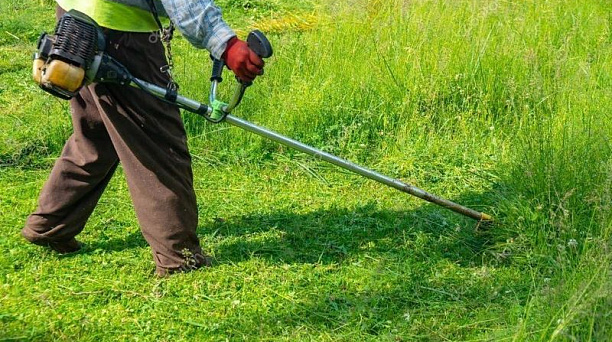 Центральный округ активно ведет борьбу с амброзией