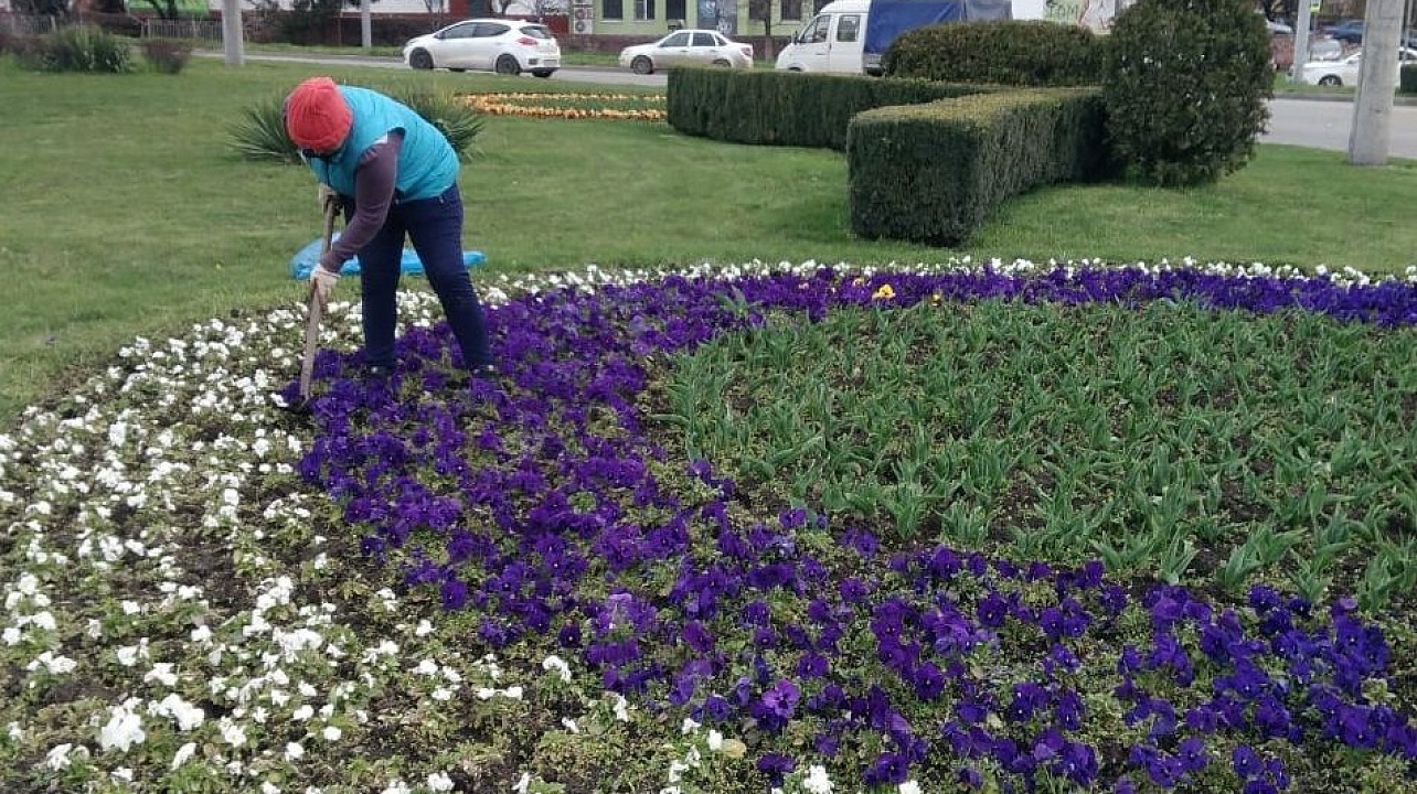 В Краснодаре в 2019 г. высадят более 660 тыс. цветов