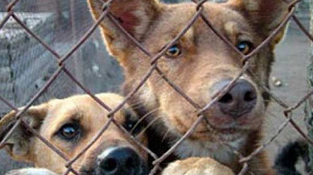 Общественники Гагаринского микрорайона организовали сбор гуманитарной помощи приюту для животных