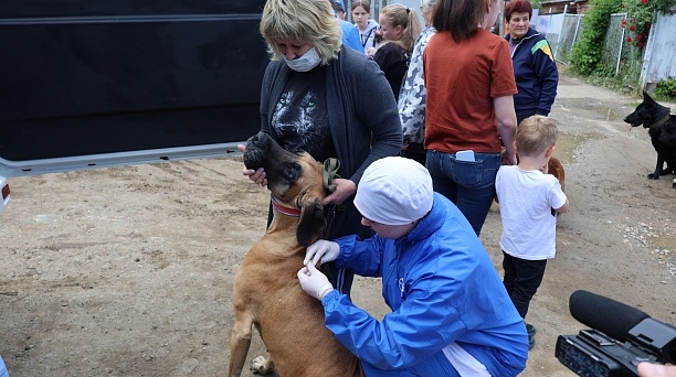 В Центральном округе прошла вакцинация животных
